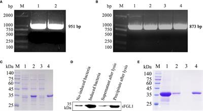 A Double-Antibody Sandwich ELISA for Sensitive and Specific Detection of Swine Fibrinogen-Like Protein 1